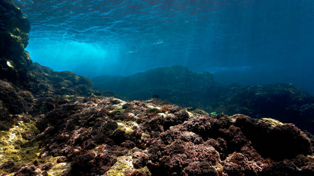 istock Underwater landscape in rays of light 1402119112