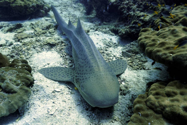 istock Zebra shark at a coral reef 1402119375
