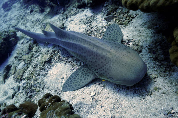 istock A Leopard or Zebra shark at the coral reef 1402119385