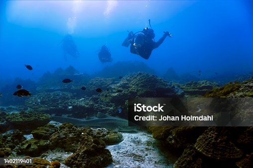 istock Zebra shark and scuba divers at a coral reef 1402119401
