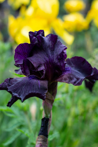 istock flowering irises in the garden 1402120328