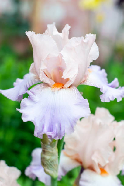 istock flowering irises in the garden 1402120354