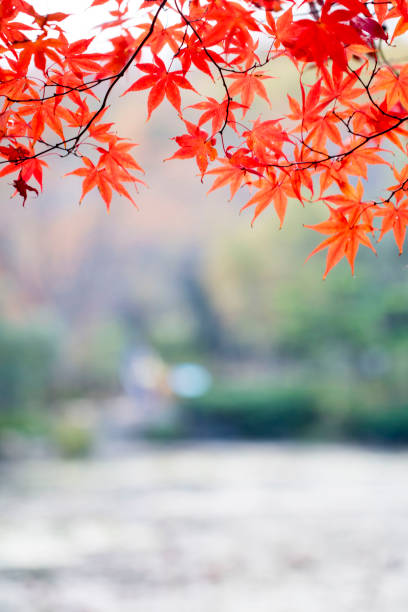 Autumn Red maple leaves in autumn season korea autumn stock pictures, royalty-free photos & images