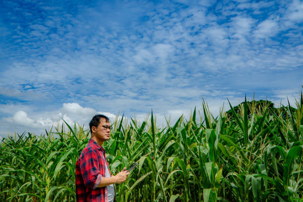 Asian Farmer stand in the corn field with holding tablet and farmer wearing red checkered shirt taking,Organic farming and healthy food production,Smart Farmer stock photo