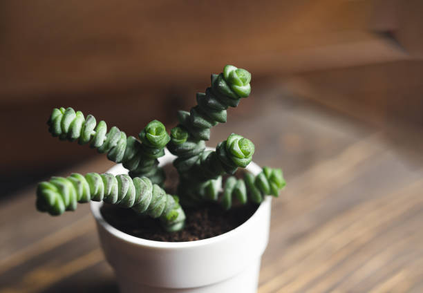 Succulent home plant - Crassula marneriana on a wooden table home gardening and connecting with nature concept