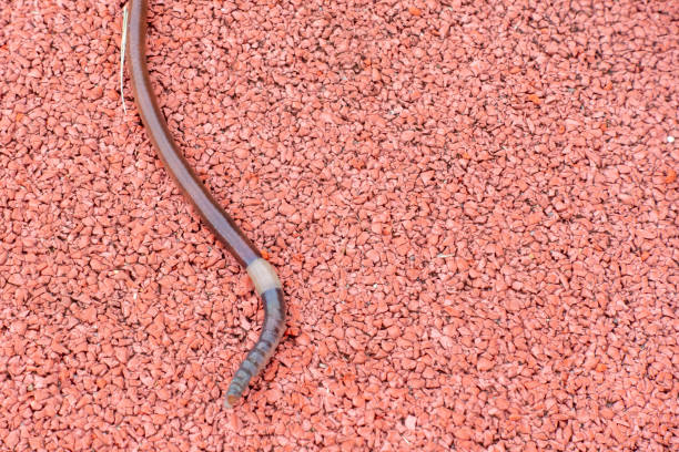 A photo of a large and thick earthworm.
