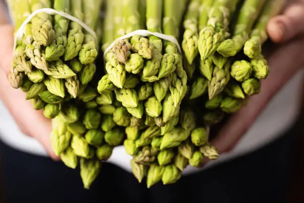 Bundles of green asparagus in human hands