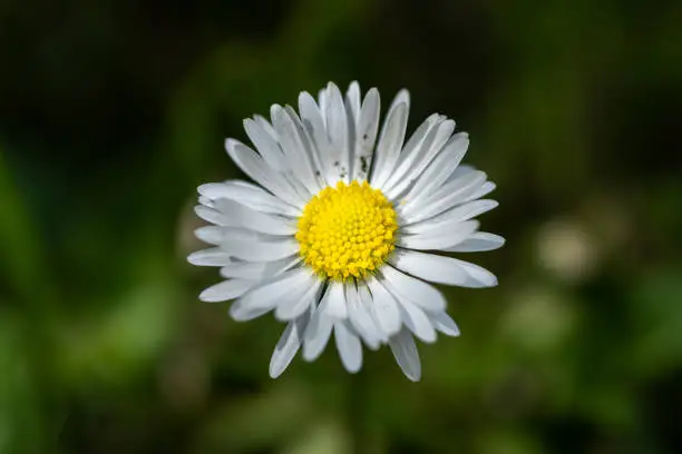 Chamomile flower close up shot.