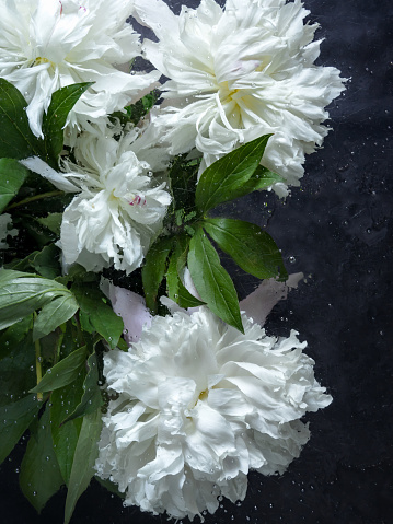 Bouquet of white peonies behind glass. Dark background. Drops and splashes of water on the glass. Top view still life concept. Place for text, copy space.