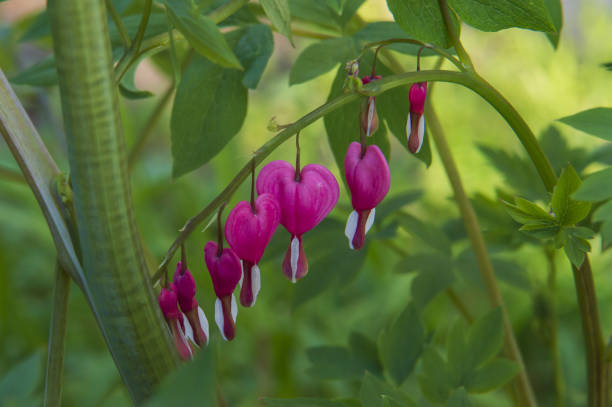 Dicentra, also known as bleeding-hearts. Spring blooms.