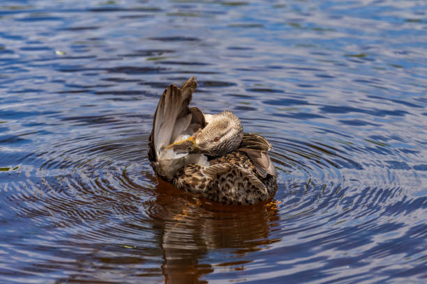 istock Wild ducks in the city park. 1402128307