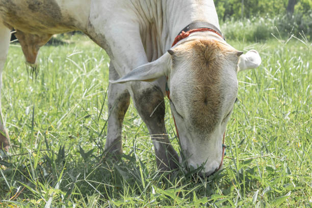 istock White cows that are slaughtered in the tropical fields Cows are eating grass. 1402128892