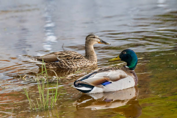 istock Wild ducks in the city park. 1402129013