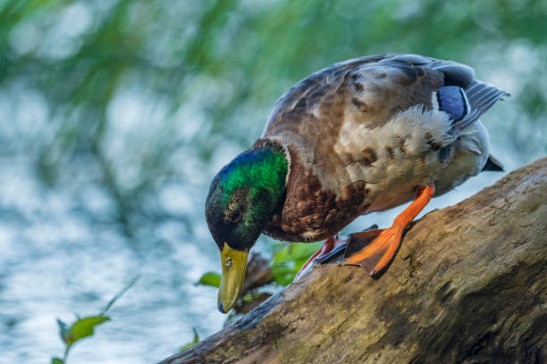 istock Wild ducks in the city park. 1402129397