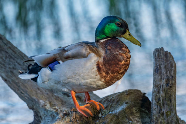 istock Wild ducks in the city park. 1402129399