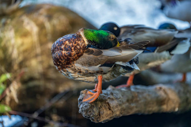 Wild ducks feed in a pond against the backdrop of picturesque water.
