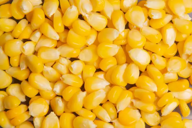 Corn kernels,Canned corn background