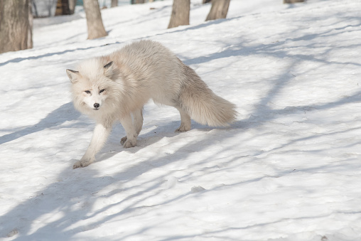 beautiful arctic fox on snow in winter season at zao , japan