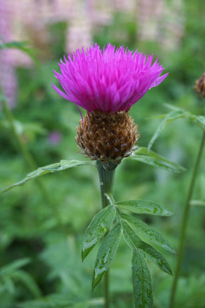 istock Thistle-like flower head in dark pink 1402130850