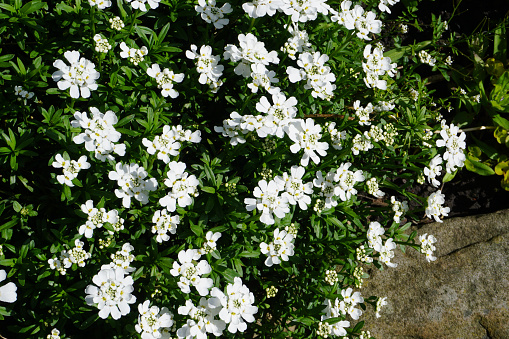 Bright white small flower head in full bloom on dark green foliage