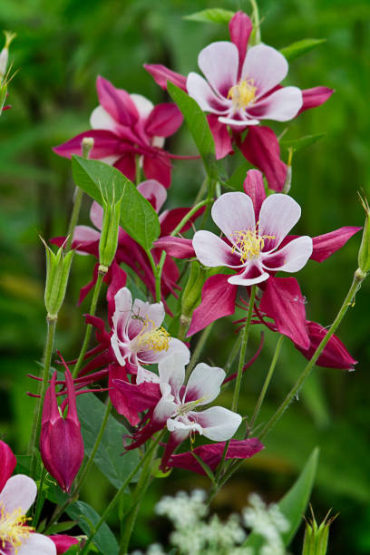 Pink aquilegia flower