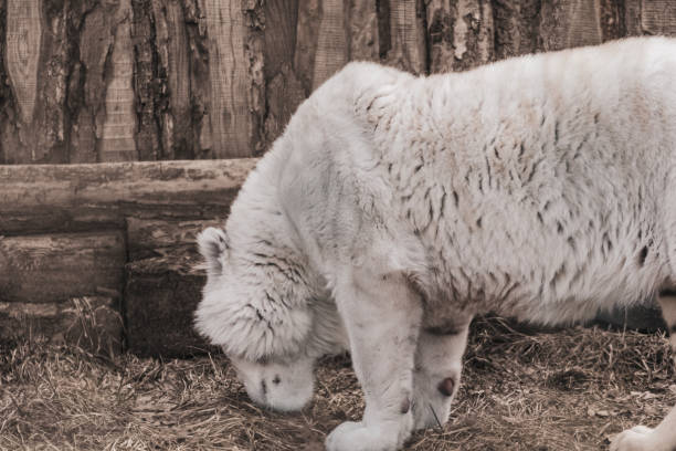 istock White tiger with brown stripes sniffing grass 1402132282