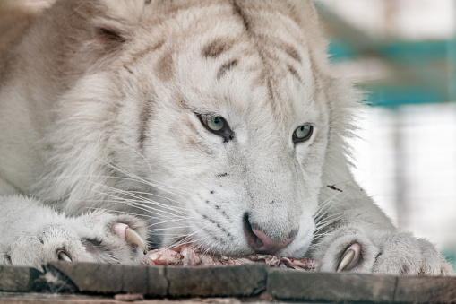 Wild female lion in South Africa during the summer, wet, season which provides an abundance of rich green grass for the herbivores and subsequently for the predators.