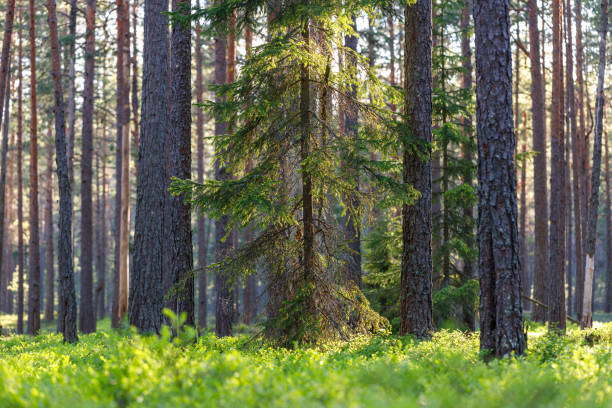 istock Background pine forest with green lush blueberry grass. 1402132573