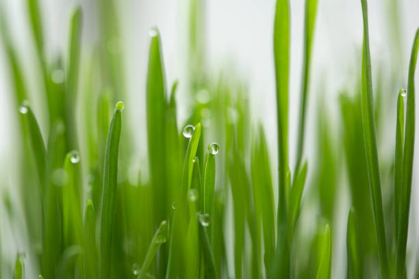 Green, wheatgrass, leaves, dew, water drops, wheat, leaves, macro