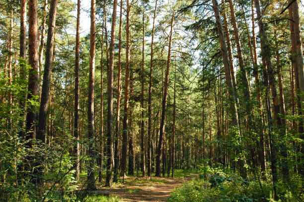 istock Various types of pine trunks in the green thicket of a coniferous forest illuminated by sunlight 1402133723