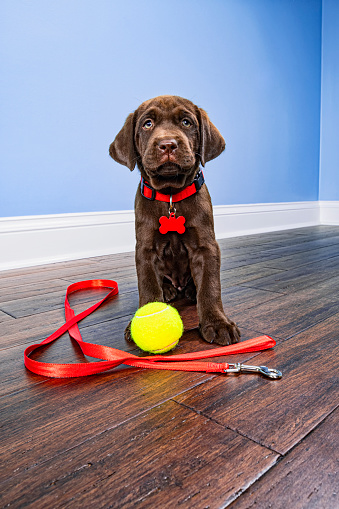 A cute young Chocolate Labrador puppy sitting on a dark hardwood floor inside a home with blue walls, looking at the camera, wearing a red collar and dog tag, with her red leash and tennis ball, waiting for her walk and playtime