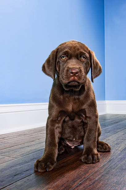 istock A standing Chocolate Labrador Puppy with leash and ball - 8 weeks old 1402134130