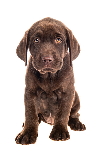 A cute young Chocolate Labrador puppy sitting on a white background, looking at the camera.