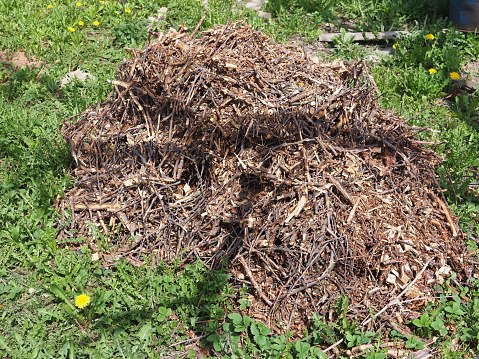 wood chips recycled chopped tree branches lie in a pile in the garden