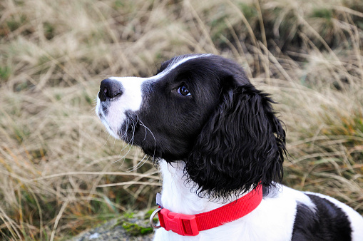 Portrait of Spaniel looking away from camera and taking instructions. The photograph has blurred background.