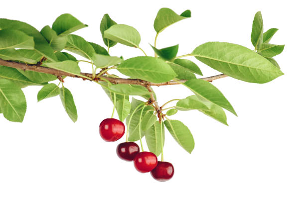 istock branch with cherries isolated. Fresh cherry with cherry leaf on white background. Gardening concept. Ripe cherries 1402135547