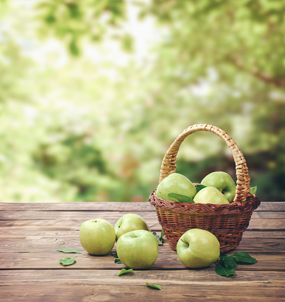 basket full of ripe apples in a garden. Apple harvest. Autumn concept. Fresh apples. apples as a background for designers. Lots of apples. Leaves of apple. Freshly harvested apples from an apple tree