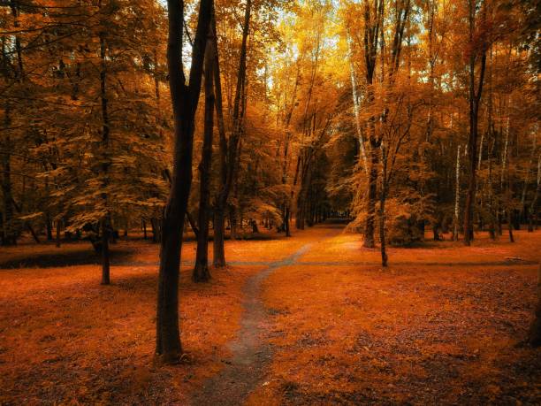 istock Beautiful autumn forest in golden tones 1402137493