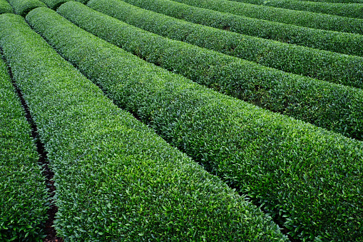 Japanese Tea Plantation