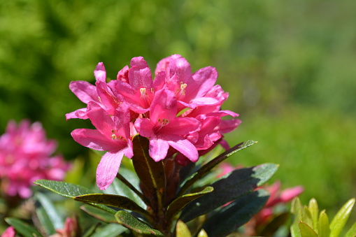 Blooming purple colored rhododendrons in spring