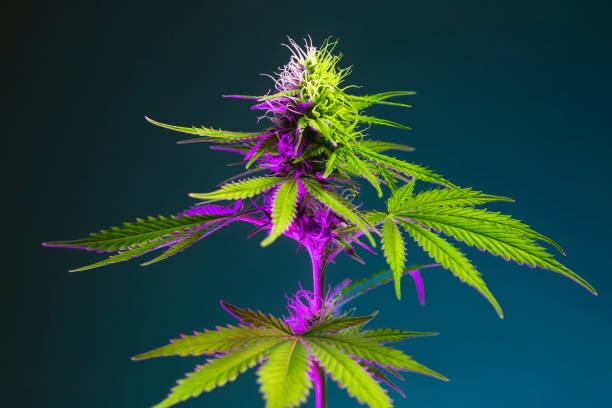 cannabispflanze mit großen grünen blättern und blühender knospe in buntem violettem licht. - flower purple macro bud stock-fotos und bilder