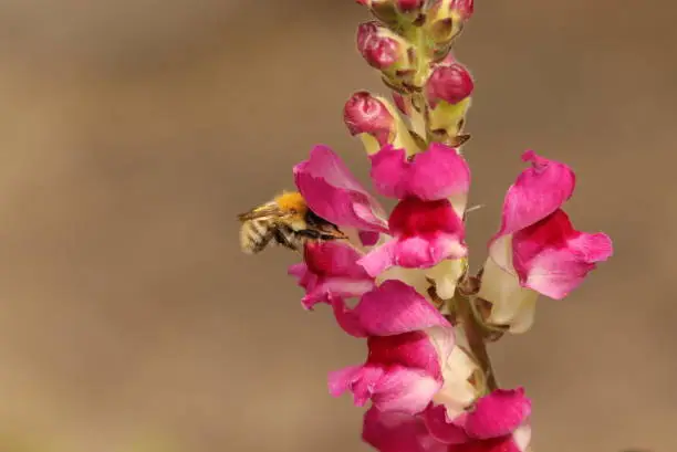 Common Carder Bee entering a pink Snapdragon in close up