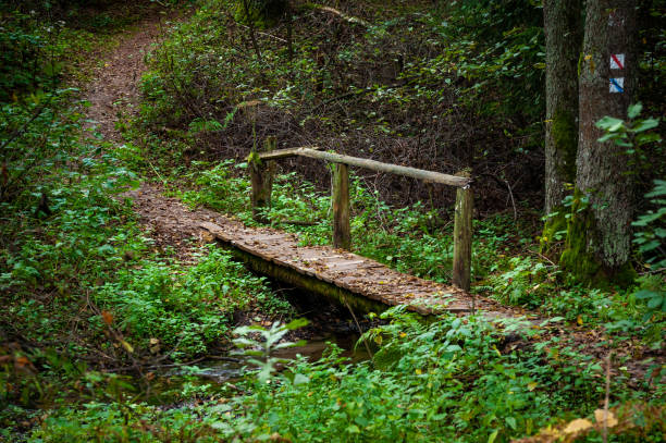 Wooden Bridge and Path in the Forest. Lithuania