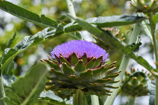 istock An artichoke plant that grows in the garden. 1402139715