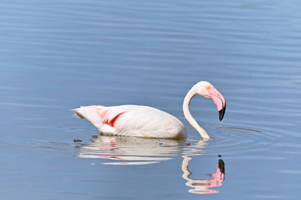 istock flamenco in a lagoon 1402139826