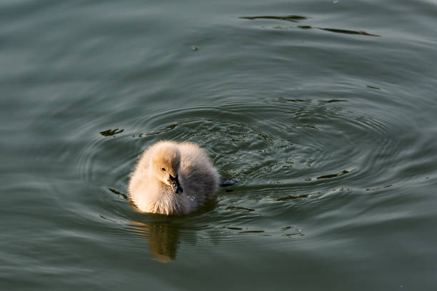 Little swan swimming in the pond