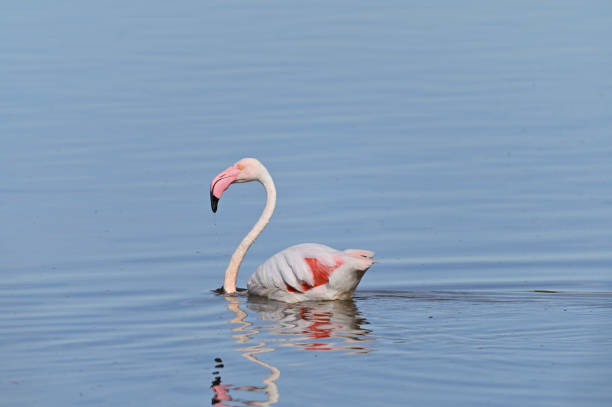 istock flamenco in a lagoon 1402140390