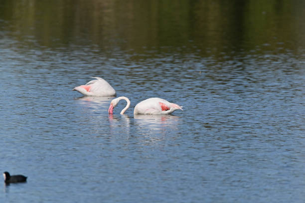 istock flamenco in a lagoon 1402140517