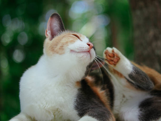 istock cute young female cat 1402141931
