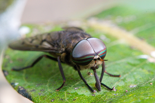 Ultra close-up of fly with bright red eyes on the green leaf